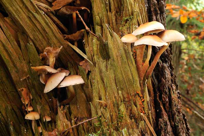 Altholz mit Pilze in Naturwad Ohlenrode