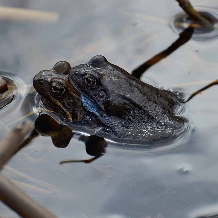 Moor Frog_Rana arvalis arvalis_Moorfrosch