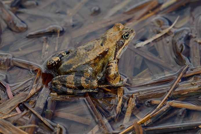 Moor Frog_Rana arvalis arvalis_Moorfrosch