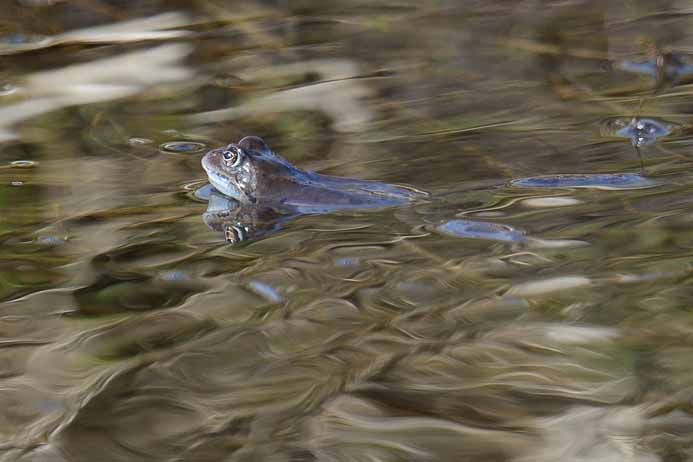 Moor Frog_Rana arvalis arvalis_Moorfrosch, Eru Bay, Lahemaa National Park_Lahemaa rahvuspark