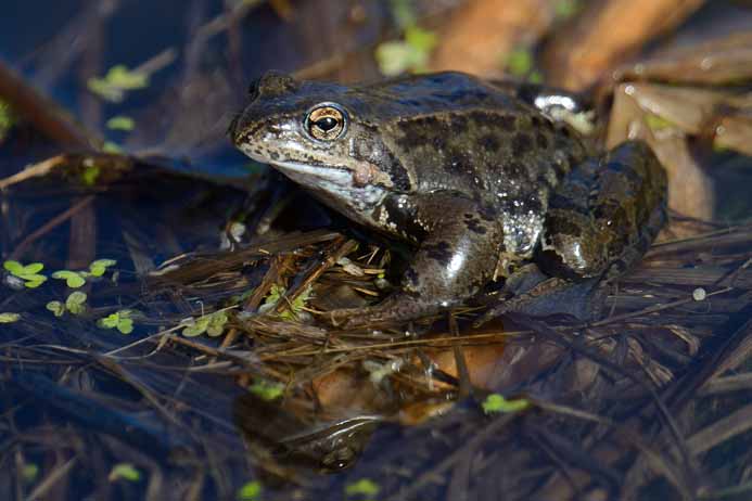 Moor Frog_Rana arvalis arvalis_Moorfrosch, Eru Bay, Lahemaa National Park_Lahemaa rahvuspark
