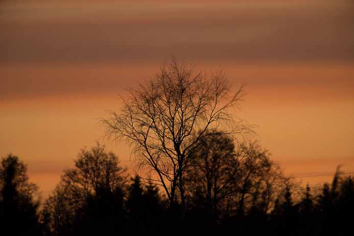 Dawn at a Black Grouse Lek_Sonnenaufgang an der Birkhuhnbalz