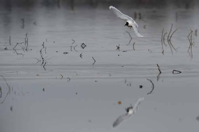 Little Gull_Hydrocoloeus minutus_Zwergmöwe