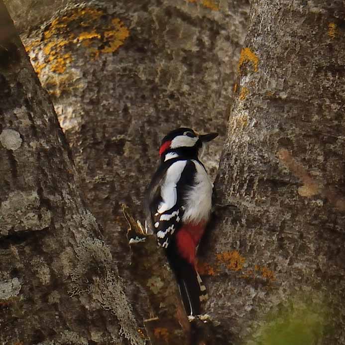 Great Spotted Woodpecker_Buntspecht_Dendrocopus major