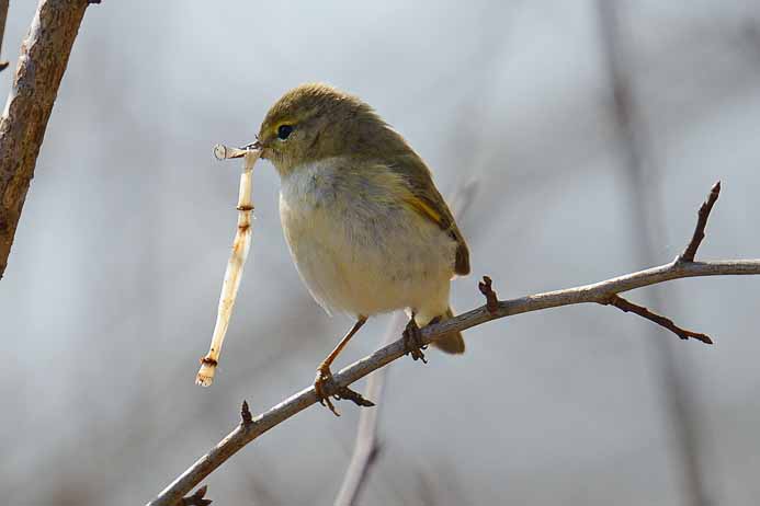 Common Chiffchaff_Zilpzalp_Phylloscopus collybita,