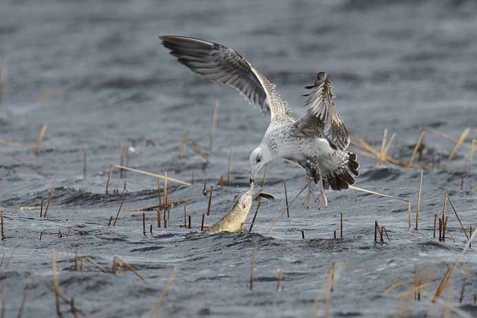 A Herring Gull struggling with a dead fish