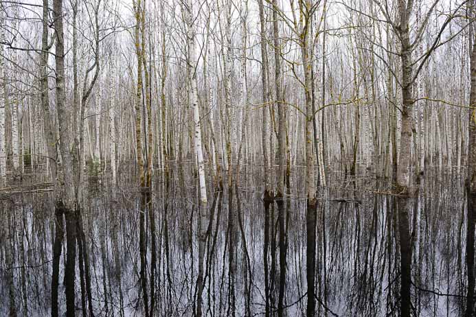 Flooded Forest_Land unter