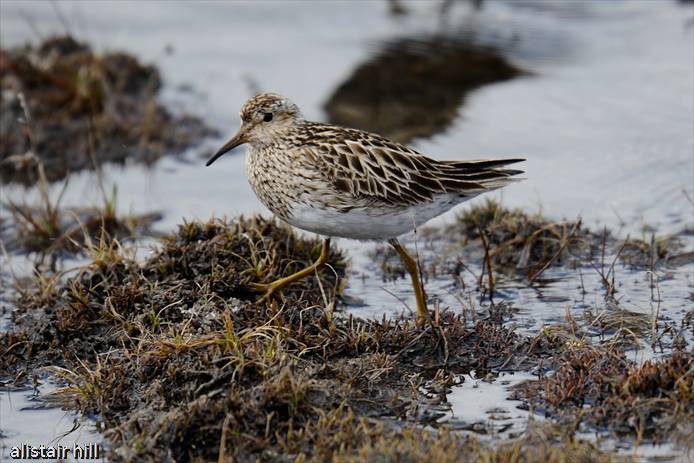 236_D316543 Pectoral Sandpiper_Graubrueststrandlaeufer