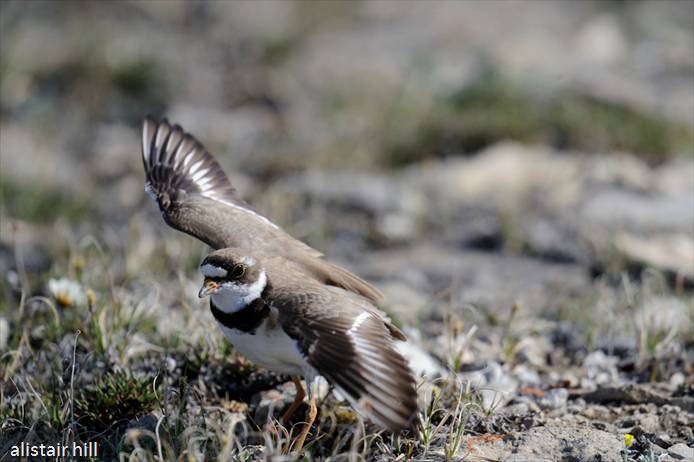 275_D321471 Semipalmated Plover_ Amerikanischer Sandregenpfeifer