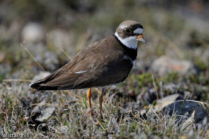 276_D321487 Semipalmated Plover_ Amerikanischer Sandregenpfeifer