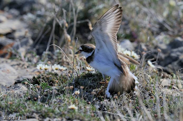 277_D321459 Semipalmated Plover 