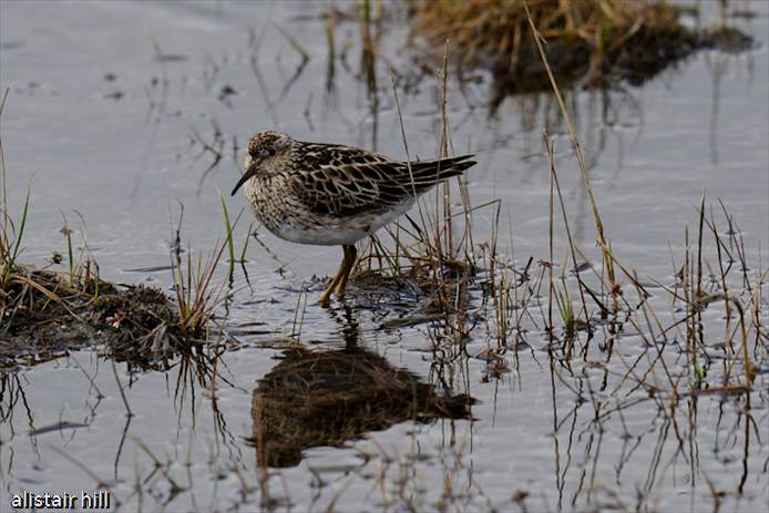 280_D316530 Pectoral Sandpiper 