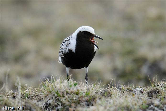 283c_D316472  Black-bellied Plover m_Kiebitzregenpfeifer