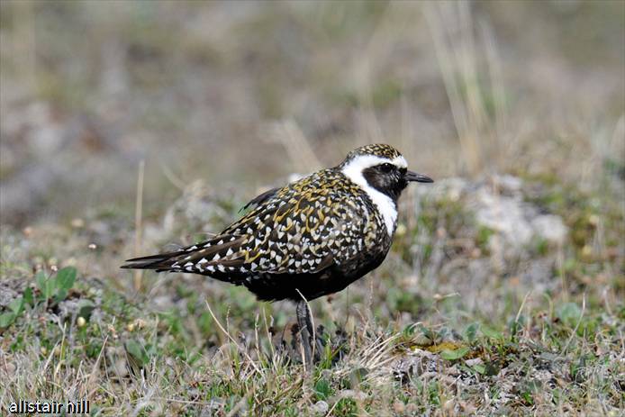 284_D321310 American Golden Plover m_Amerikanischer Goldregenpfeifer