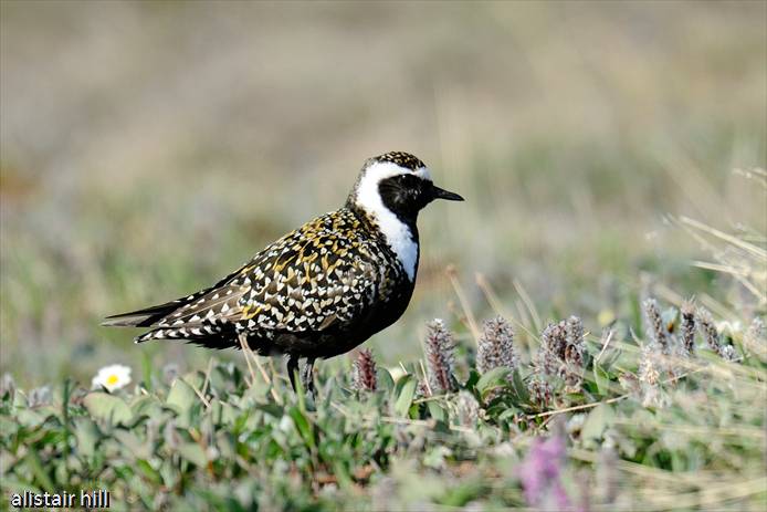 286_D317062  American Golden Plover m_Amerikanischer Goldregenpfeifer