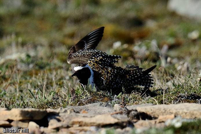 287_D317072 American Golden Plover m_Amerikanischer Goldregenpfeifer