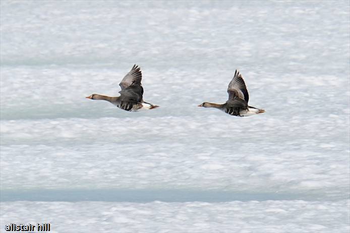295_D316708 Greater White-fronted Goose_Blaessgans