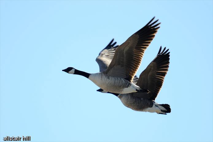 297_D316267 Cackling Goose
