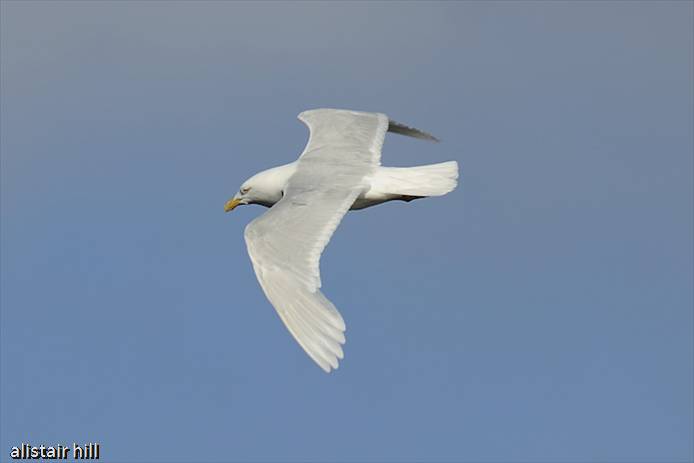 302_D316171 Glaucous Gull_Eismoewe ad
