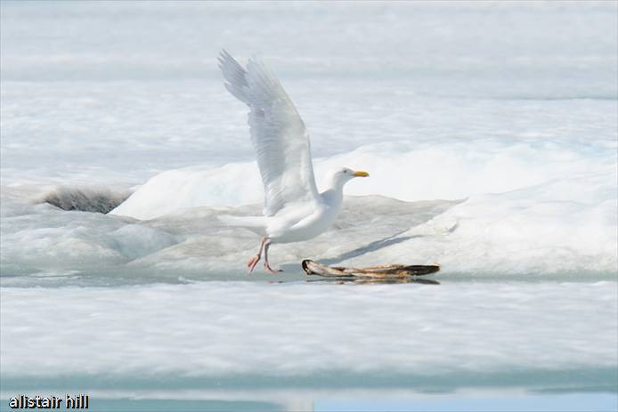 308_D317143 Glaucous Gull_Eismoewe ad